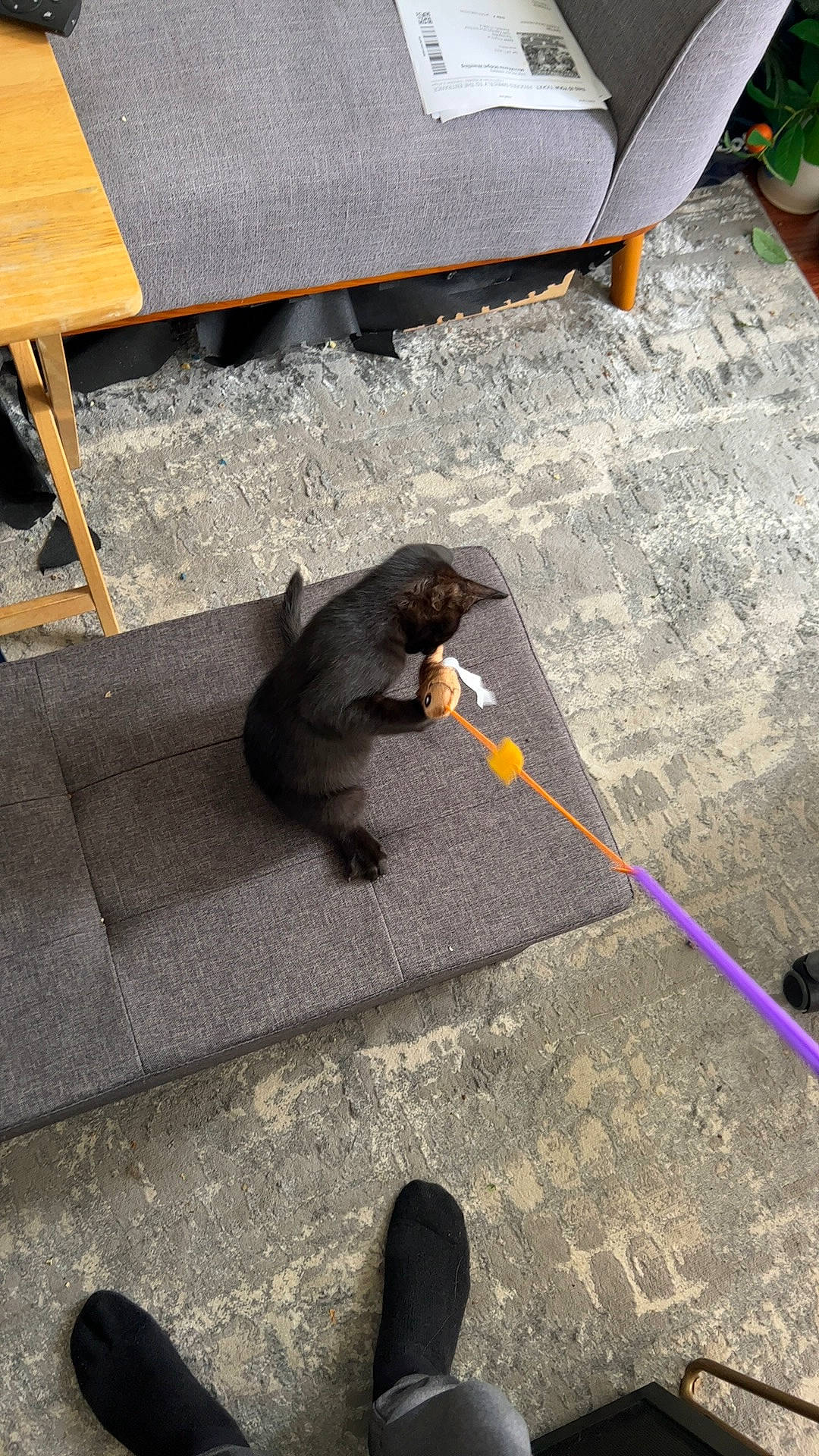 Dyna joined the competition — help win amazing prizes! asphalt, black, claw, concrete, floor, flooring, foot, fur, grey, light, line, paw, primate, road_surface, roof, shadow, snout, tail, terrestrial_animal, wood