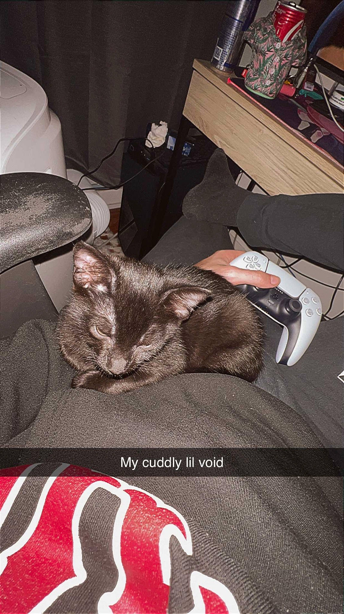 Dyna is registered to the contest to win money with this photo: car_seat, carnivore, cat, comfort, couch, curtain, domestic_short_haired_cat, felidae, fur, grey, human_leg, lap, linens, nap, paw, room, sitting, small_to_medium_sized_cats, textile, whiskers