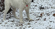 Iris is registered to the contest to win money with this photo: puppy, dog, white_dog, snow, winter, outdoor, grass, leafless_bush, pet, collar, animal, young_dog, nature, curious, standing, cold, daylight, canine, fur, heart_tag