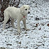 puppy, dog, white_dog, snow, winter, outdoor, grass, leafless_bush, pet, collar, animal, young_dog, nature, curious, standing, cold, daylight, canine, fur, heart_tag