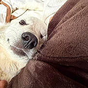 Iris is registered to the contest to win money with this photo: dog, golden_retriever, pet, close_up, blanket, brown_blanket, white_blanket, resting, sleepy, cozy, indoor, fur, nose, whiskers, snout, relaxed, animal, cute, companion, comfort