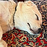 Iris is registered to the contest to win money with this photo: dog, sleeping, carpet, patterned_rug, close_up, fur, pet, relaxed, indoor, mammal, animal, resting, cute, canine, domestic_animal, nose, whiskers, ear, collar, floor