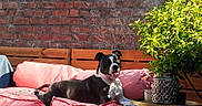 Livie a rejoint le concours — aidez-le/la à gagner de superbes lots ! dog, black_and_white, pink_cushion, outdoor, sunlight, brick_wall, plant, green_leaves, wooden_bench, pet, relaxing, happy, tongue_out, daytime, comfortable, cozy, nature, home_garden, leisure, animal