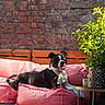 dog, black_and_white, pink_cushion, outdoor, sunlight, brick_wall, plant, green_leaves, wooden_bench, pet, relaxing, happy, tongue_out, daytime, comfortable, cozy, nature, home_garden, leisure, animal