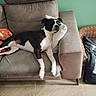 dog, couch, pillow, blanket, wicker_bed, floor, indoor, resting, black_and_white, pet, relaxed, living_room, furniture, tile_floor, comfort, animal, home, dog_bed, orange_blanket, quiet