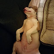 Y-D joined the competition — help win amazing prizes! puppy, dog, sleeping, couch, pet_bed, relaxed, indoor, cozy, brown_and_white, canine, animal, nap, fur, pet, domestic_animal, cute, lying_down, resting, companion, adorable