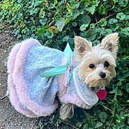 Maggie is registered to the contest to win money with this photo: animal, canine, dog, face, grass, head, herbal, herbs, leaf, person, pet, photography, plant, portrait, puppy, rock, soil, terrier, vegetation, whitedog