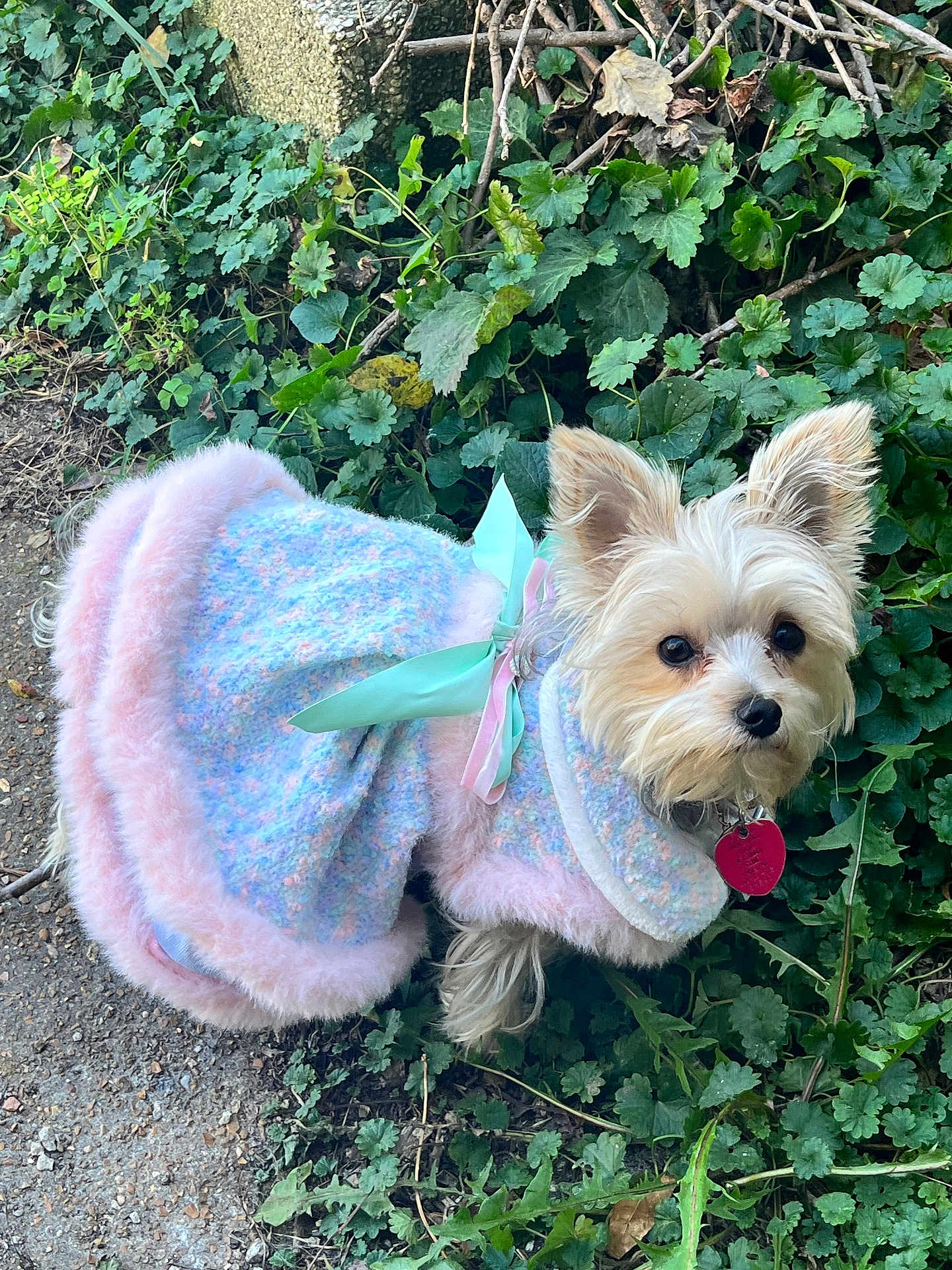 Maggie is registered to the contest to win money with this photo: animal, canine, dog, face, grass, head, herbal, herbs, leaf, person, pet, photography, plant, portrait, puppy, rock, soil, terrier, vegetation, whitedog