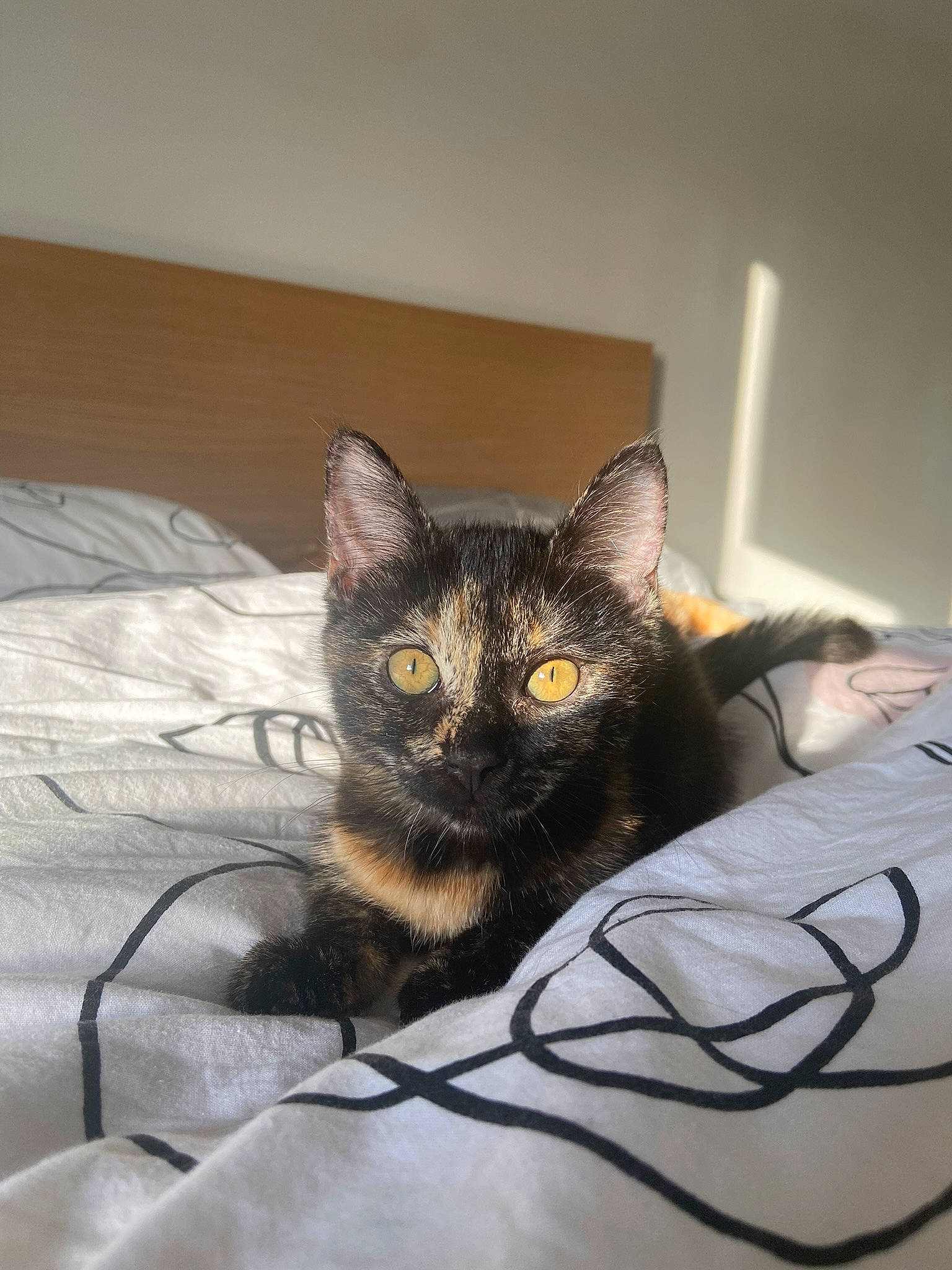 Yuki a rejoint le concours — aidez-le/la à gagner de superbes lots ! bed, black_cat, carnivore, cat, cat_supply, comfort, domestic_short_haired_cat, ear, felidae, fur, grey, linens, pet_supply, room, small_to_medium_sized_cats, snout, whiskers