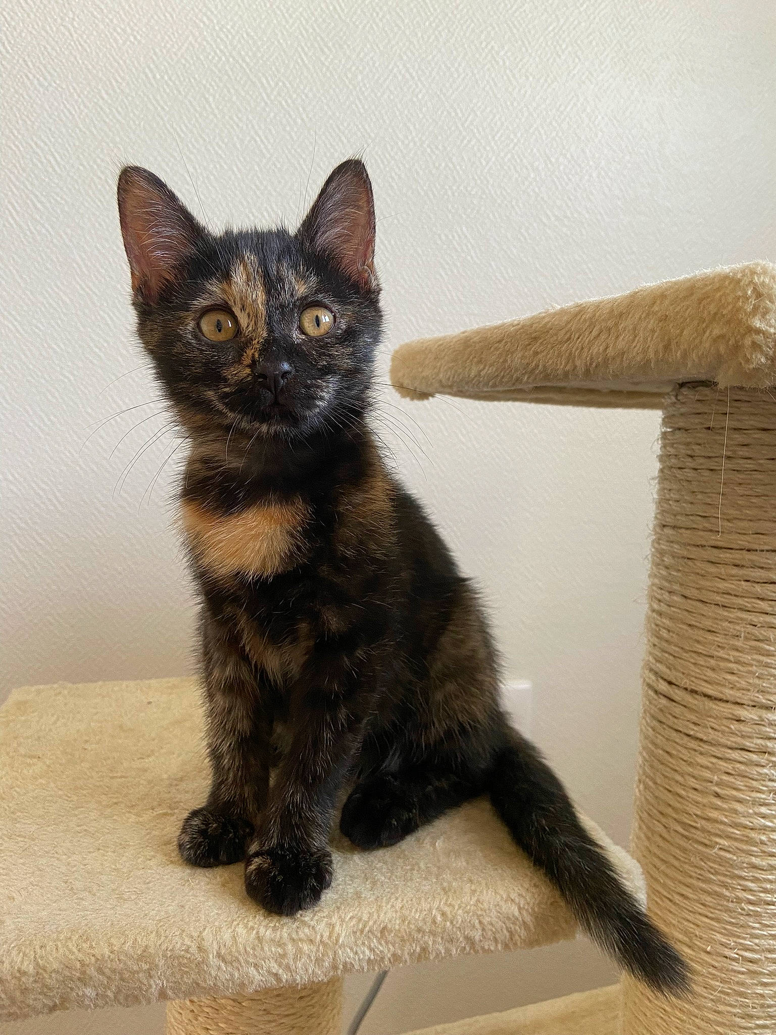 Yuki participe au concours pour gagner de l'argent avec cette photo : black_cat, bombay, carnivore, cat, cat_supply, claw, domestic_short_haired_cat, eye, felidae, fur, grey, paw, small_to_medium_sized_cats, snout, tail, terrestrial_animal, whiskers, wood, woven_fabric