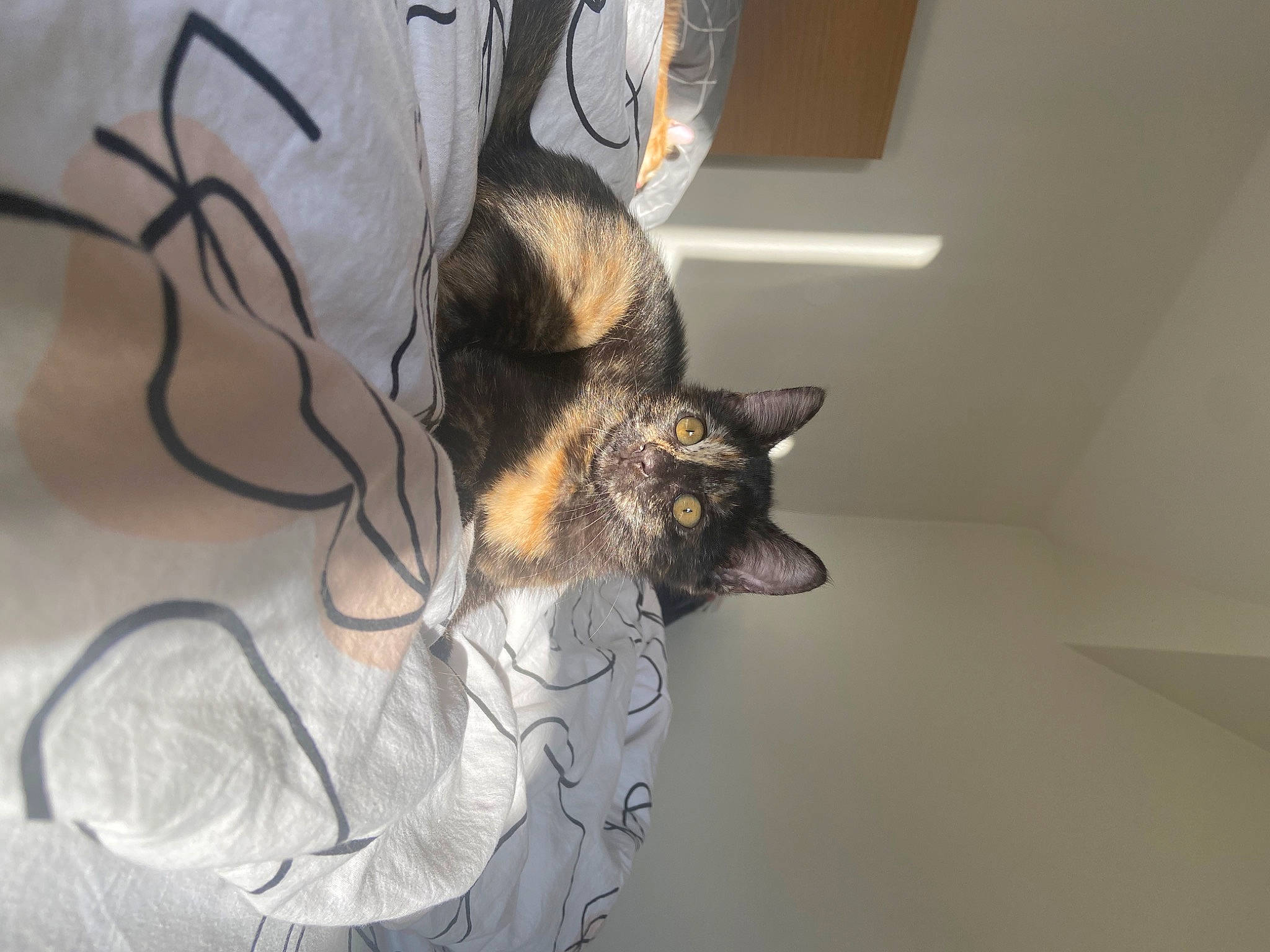 Yuki a rejoint le concours — aidez-le/la à gagner de superbes lots ! art, bat, canidae, carnivore, cat, claw, dog_breed, domestic_short_haired_cat, fawn, felidae, fur, gesture, human_leg, paw, room, small_to_medium_sized_cats, snout, tail, tree, whiskers