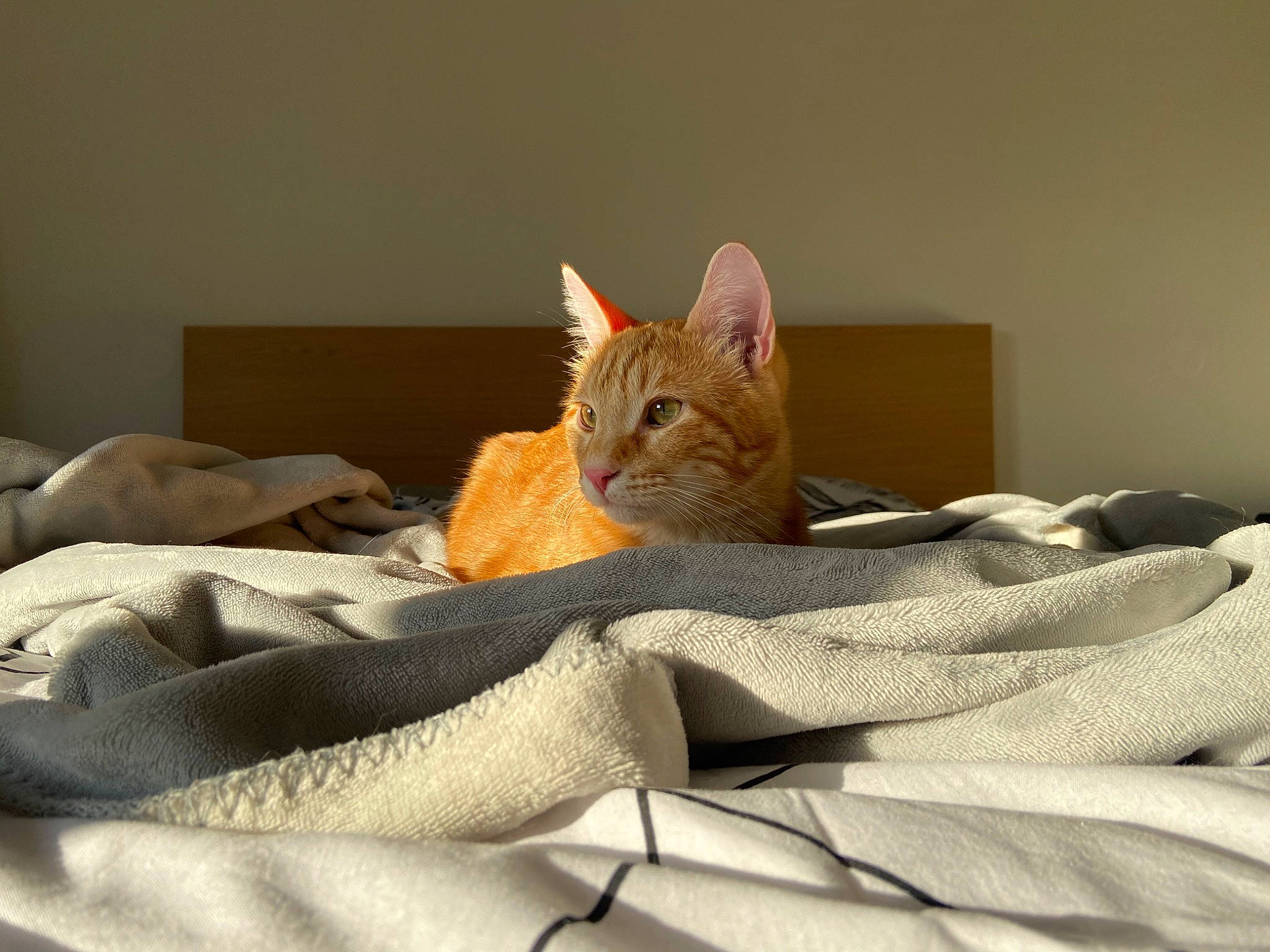 Kyubi participe au concours pour gagner de l'argent avec cette photo : bed, bed_sheet, bedding, bedroom, carnivore, cat, comfort, domestic_short_haired_cat, fawn, felidae, fur, grey, hardwood, linens, room, small_to_medium_sized_cats, snout, tail, whiskers, wood