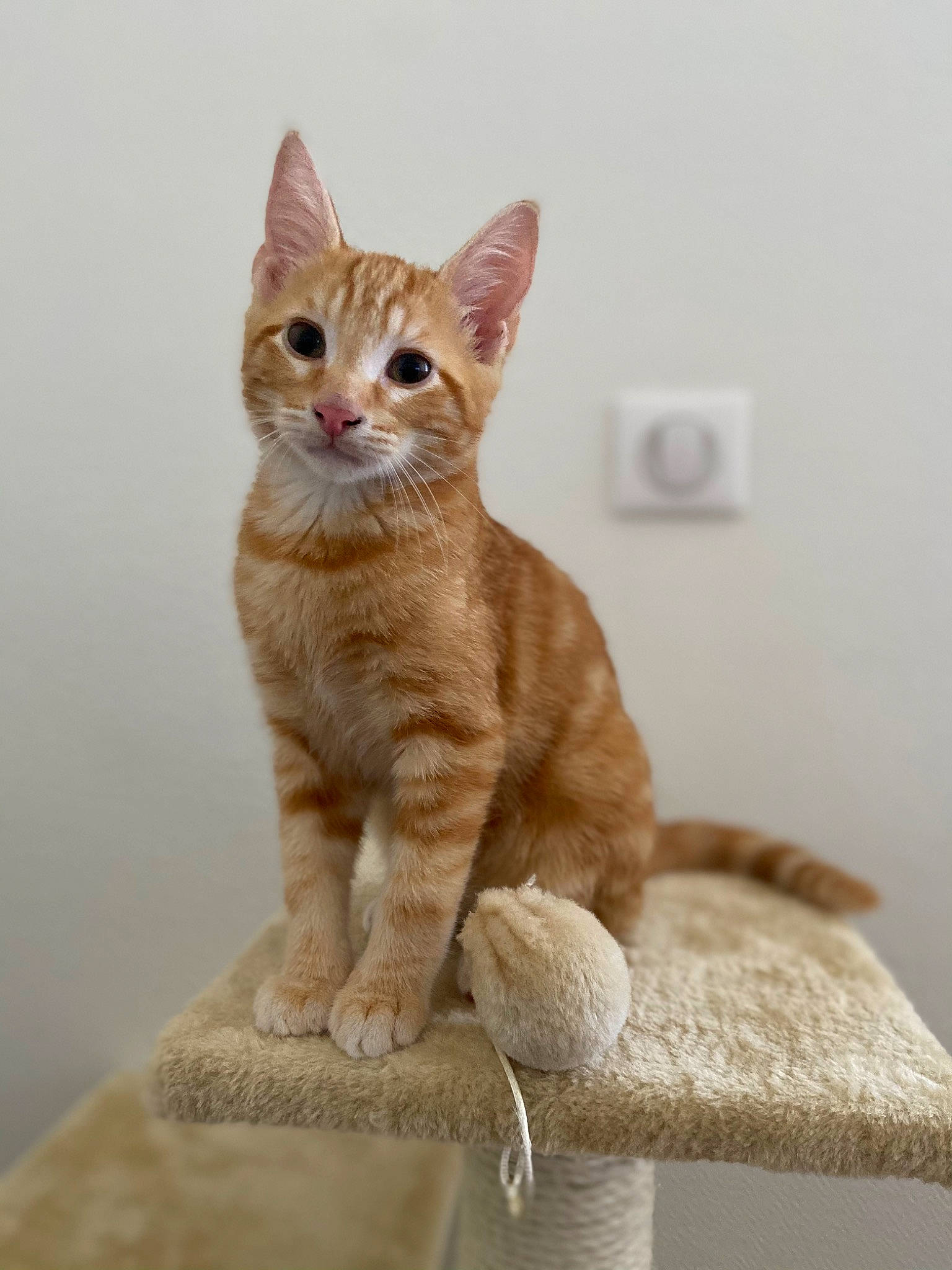 Kyubi participe au concours pour gagner de l'argent avec cette photo : art, carnivore, cat, claw, creative_arts, domestic_short_haired_cat, fawn, felidae, fur, paw, sitting, small_to_medium_sized_cats, snout, tail, terrestrial_animal, whiskers