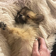 Luca Bear is registered to the contest to win money with this photo: puppy, dog, fluffy, fur, blanket, hand, petting, cute, relaxed, lying_down, cozy, soft, animal, mammal, small, young, domestic_animal, sleepy, companion, indoor