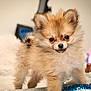 puppy, dog, pomeranian, fluffy, cute, pet, indoor, soft, fur, animal, small, young, adorable, face, ears, eyes, blurred_background, hand, curious, closeup