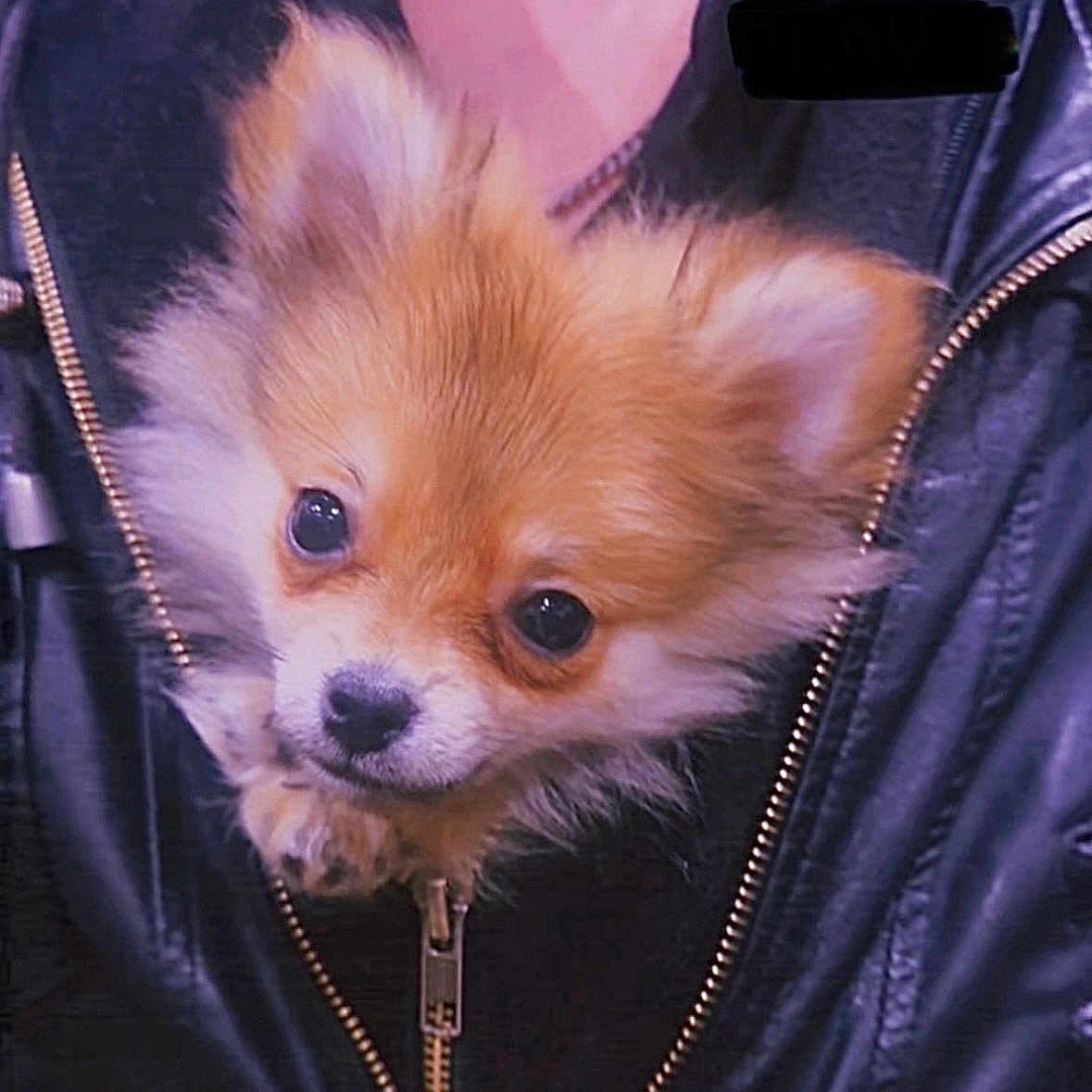 Luca Bear is registered to the contest to win money with this photo: animal, black, brown, close_up, companion, cute, dog, domestic_animal, face, fluffy, fur, indoor, leather_jacket, pet, portrait, puppy, small_dog, white, young, zipper