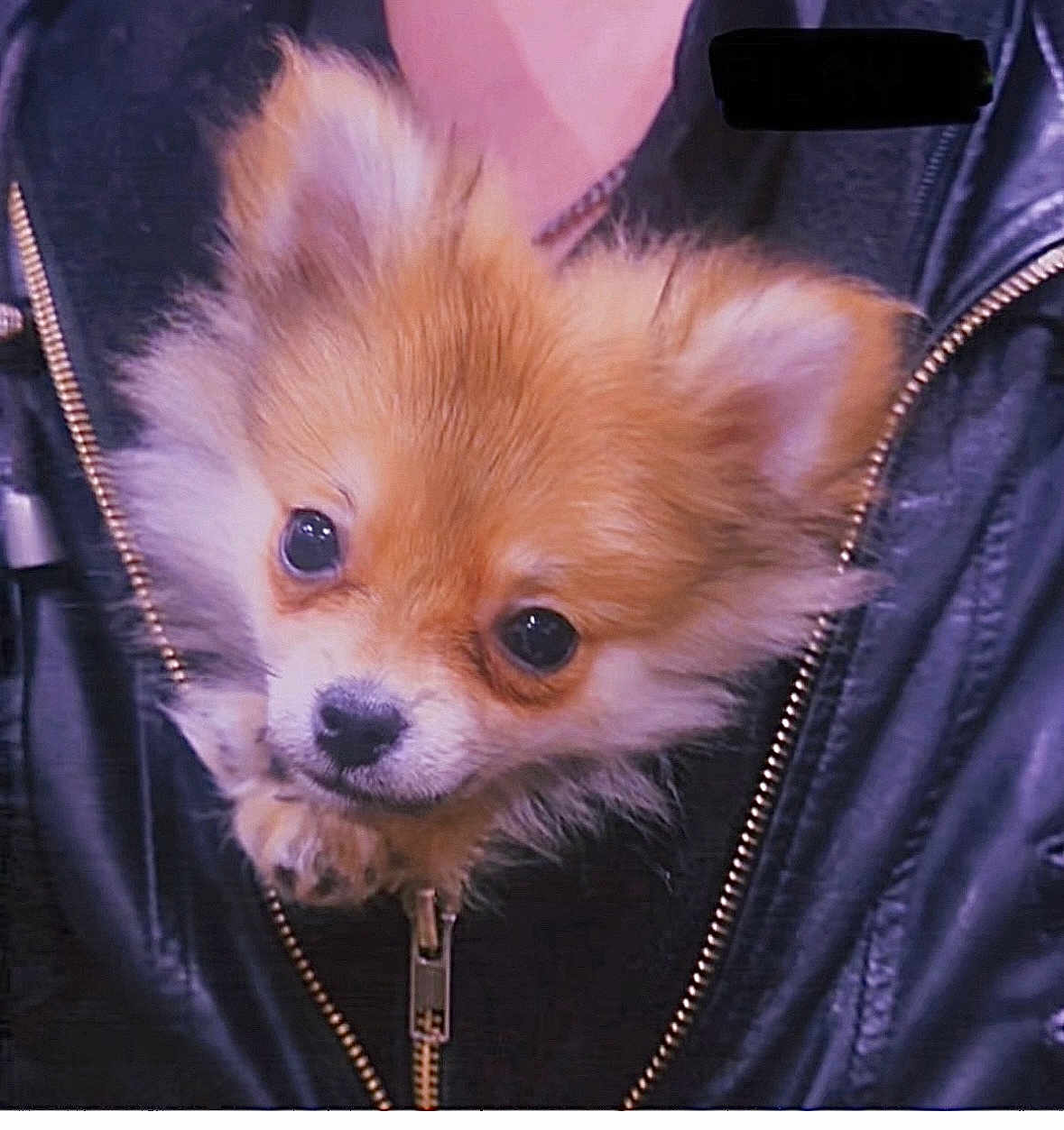 Luca Bear is registered to the contest to win money with this photo: puppy, dog, leather_jacket, zipper, fur, cute, pet, animal, close_up, small_dog, fluffy, face, brown, white, black, young, domestic_animal, companion, indoor, portrait