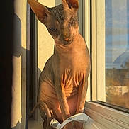 Robyne a rejoint le concours — aidez-le/la à gagner de superbes lots ! sphynx_cat, hairless_cat, cat, pet, animal, window, sunlight, shadow, sitting, wrinkled_skin, ears, paw, indoor, closeup, curious, one_eye_closed, windowsill, daylight, domestic_cat, feline