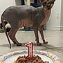 sphynx_cat, hairless_cat, cat, birthday_candle, number_one, wet_cat_food, paper_plate, indoor, floor, tile_floor, cat_tree, pet, animal, celebration, first_birthday, pet_food, closeup, standing, feline, household