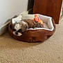 puppy, dog, pet_bed, toy, carpet, indoor, resting, sleeping, brown, white, cozy, furniture, wall, small_dog, animal, cute, domestic, floor, corner, soft
