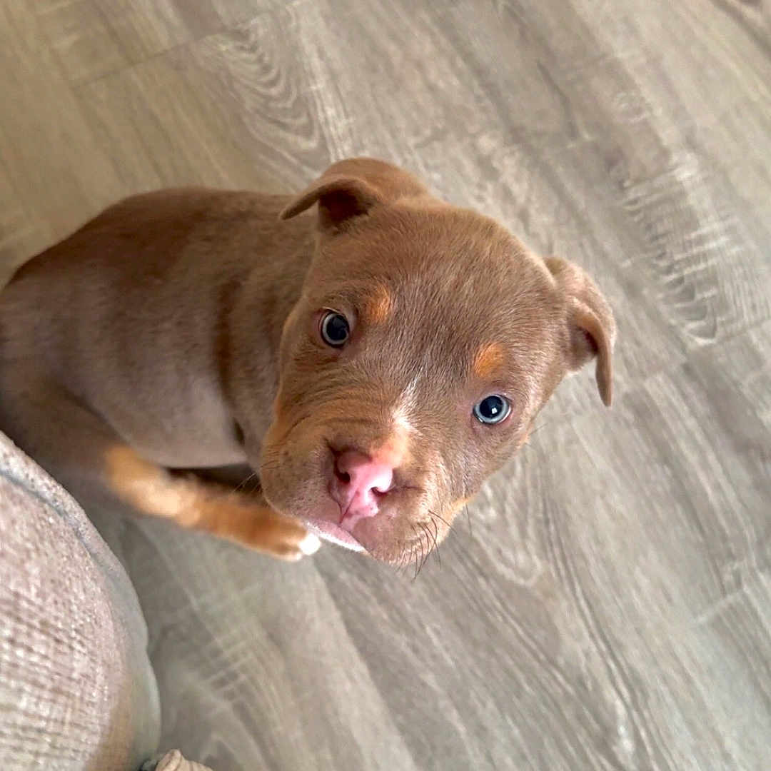 Walter participe au concours pour gagner de l'argent avec cette photo : animal, brown, canine, closeup, companion, couch, curious, cute, dog, domestic, ears, floor, fur, indoor, looking_up, nose, pet, puppy, small, young