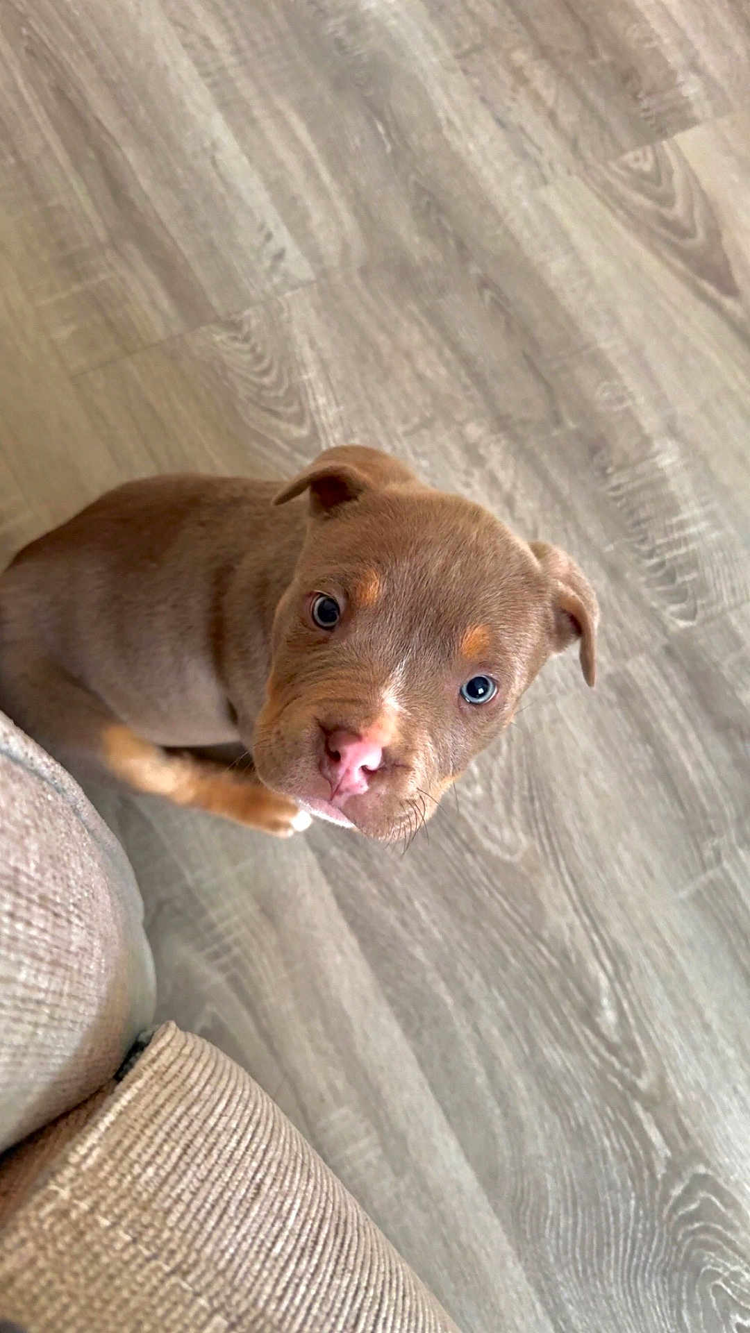 Walter participe au concours pour gagner de l'argent avec cette photo : puppy, dog, indoor, floor, couch, pet, brown, fur, nose, ears, cute, animal, young, looking_up, closeup, canine, domestic, small, companion, curious