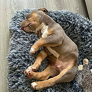 Walter a rejoint le concours — aidez-le/la à gagner de superbes lots ! animal, cozy, cute, dog, fluffy_bed, fur, gray_bed, hedgehog_toy, indoor, nap, paw, pet, plush_toy, puppy, relaxed, rest, sleeping, tongue_out, wooden_floor, young_dog