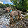 alert, animal, canine, clouds, collar, daytime, dog, forest, greenery, landscape, nature, outdoor, pebbles, river, rocks, sky, standing, summer, trees, water