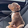 Walter participe au concours pour gagner de l'argent avec cette photo : alert, brown_puppy, canine, car_interior, car_seat, companion, cute, dog, domestic_animal, leash, looking_out, pet, puppy, seatbelt, short_hair, side_view, sitting, travel, window, young_dog