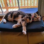 Autum is registered to the contest to win money with this photo: blanket, calico, cat, collar, cozy, cushion, feline, fur, home, indoor, leather_sofa, nap, outdoor_view, pet, relaxing, resting, sleeping, sunlight, window, wooden_railing