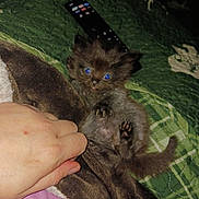 Chungus is registered to the contest to win money with this photo: bed, blanket, blue_eyes, cat, claws, closeup, cozy, flash_reflection, fur, hand, human_hand, indoor, kitten, kitten_face, nighttime, paws, pet, quilt, remote_control, small_animal