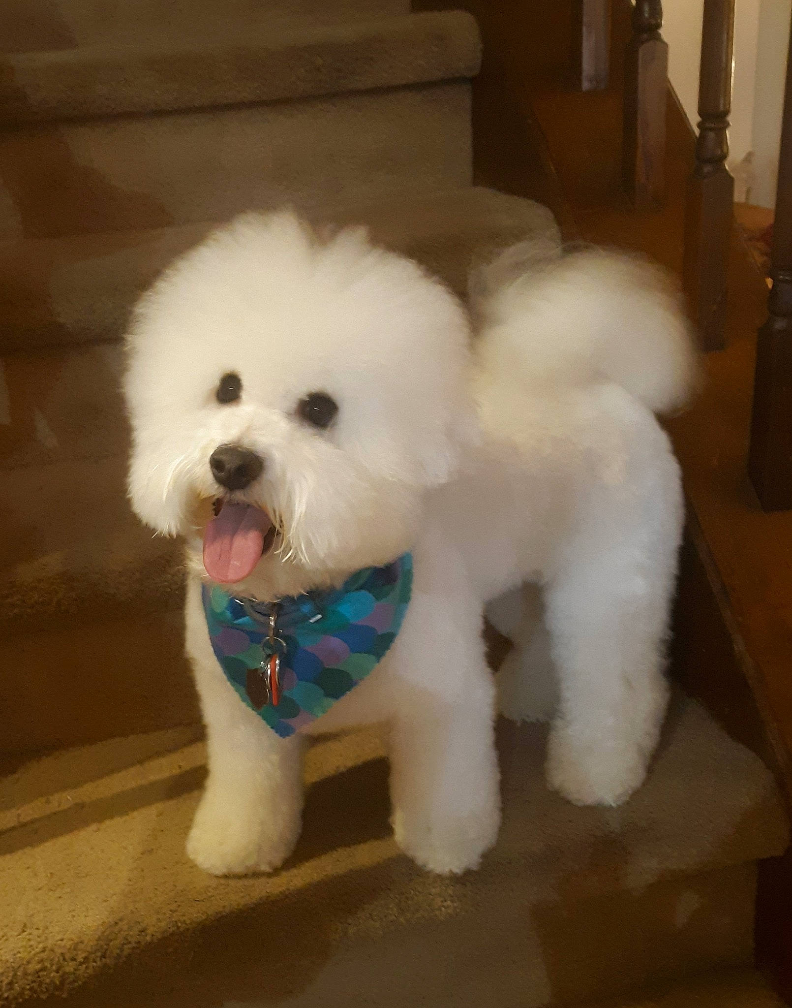 Tucker is registered to the contest to win money with this photo: bichon, canidae, carnivore, companion_dog, dog, dog_breed, dog_collar, fur, labradoodle, maltepoo, non_sporting_group, poodle, sporting_group, toy_dog, water_dog, working_animal