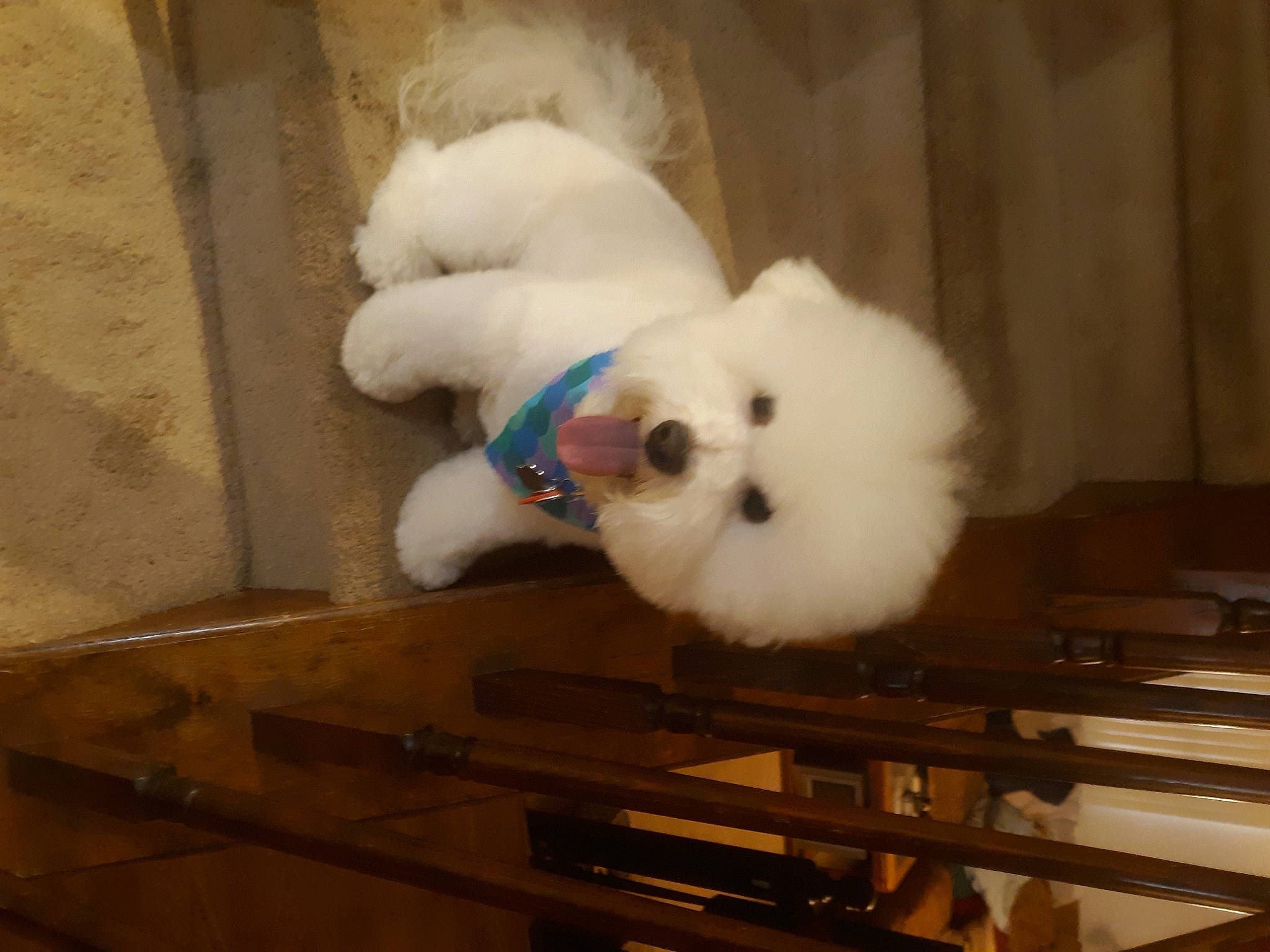 Tucker joined the competition — help win amazing prizes! _geese_and_swans, beak, canidae, carnivore, companion_dog, dog, dog_breed, duck, ducks, feather, fur, hardwood, room, snout, sporting_group, stuffed_toy, tail, toy_dog, water_bird, wing