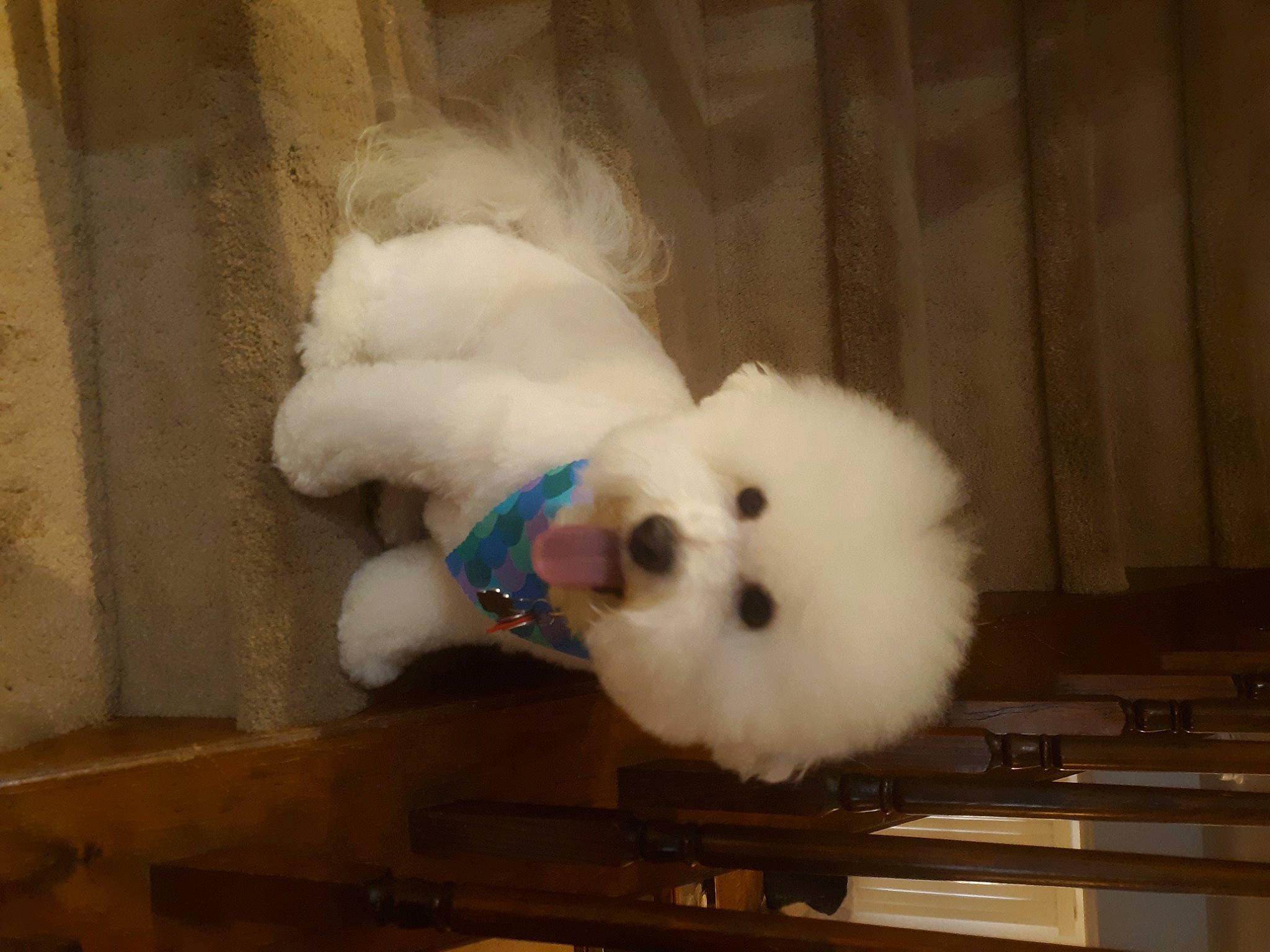 Tucker joined the competition — help win amazing prizes! canidae, carnivore, companion_dog, dog, dog_breed, fur, hardwood, non_sporting_group, plush, room, samoyed, snout, spitz, sporting_group, stuffed_toy, tail, toy_dog, whiskers, wood