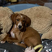 Arrow a rejoint le concours — aidez-le/la à gagner de superbes lots ! puppy, dog, pet_bed, plush_toy, blanket, indoor, brown, resting, cute, animal, young_dog, soft_toy, cozy, relaxed, floor, domestic, sleepy, fur, companion, comfort