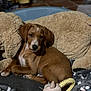 puppy, dog, pet_bed, plush_toy, blanket, indoor, brown, resting, cute, animal, young_dog, soft_toy, cozy, relaxed, floor, domestic, sleepy, fur, companion, comfort