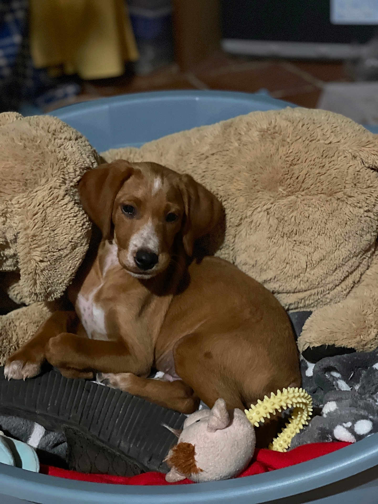 Arrow a rejoint le concours — aidez-le/la à gagner de superbes lots ! puppy, dog, pet_bed, plush_toy, blanket, indoor, brown, resting, cute, animal, young_dog, soft_toy, cozy, relaxed, floor, domestic, sleepy, fur, companion, comfort