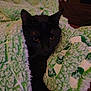 animal, black_cat, blanket, cat, closeup, cozy, cute, domestic_cat, feline, fur, green, indoor, patterned_blanket, pet, relaxed, resting, sleepy, soft_texture, whiskers, white