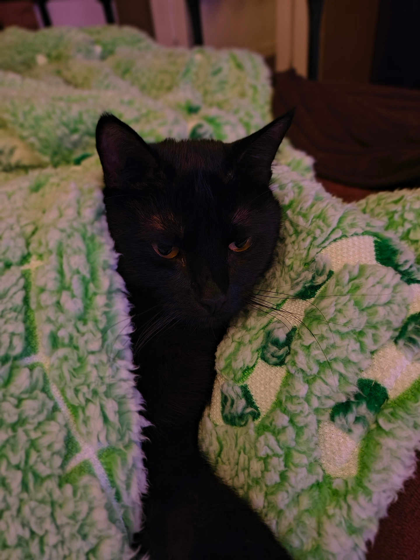 Gustavo joined the competition — help win amazing prizes! animal, black_cat, blanket, cat, closeup, cozy, cute, domestic_cat, feline, fur, green, indoor, patterned_blanket, pet, relaxed, resting, sleepy, soft_texture, whiskers, white