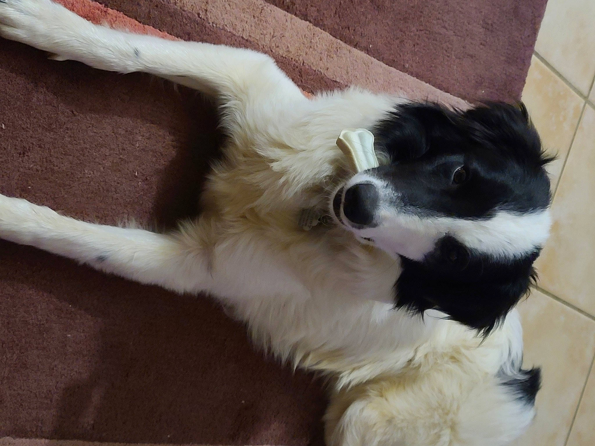 Honey participe au concours pour gagner de l'argent avec cette photo : border_collie, canidae, carnivore, companion_dog, dog, dog_breed, fur, gun_dog, herding_dog, snout, sporting_group, whiskers, working_dog