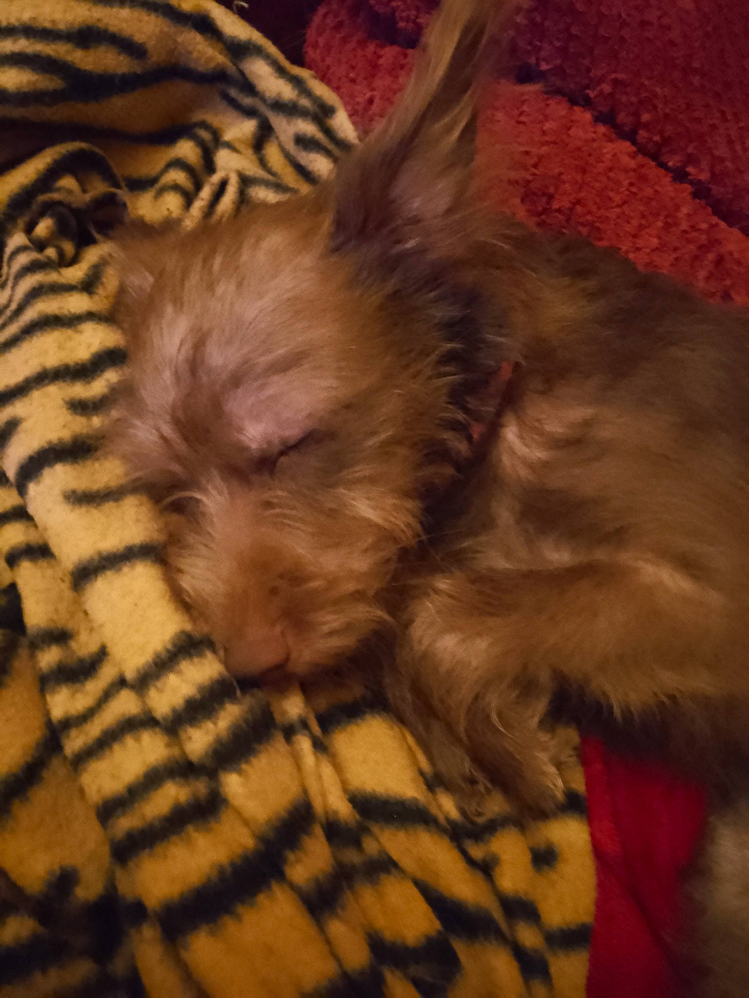 Alice is registered to the contest to win money with this photo: canidae, carnivore, comfort, companion_dog, corgi_chihuahua, dog, dog_breed, fawn, felidae, fur, liver, nap, pattern, small_terrier, small_to_medium_sized_cats, sporting_group, terrestrial_animal, terrier, toy_dog, whiskers