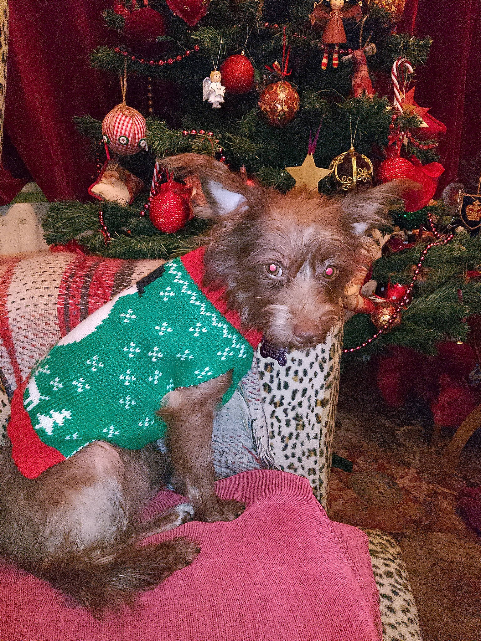 Alice joined the competition — help win amazing prizes! canidae, carnivore, christmas, christmas_decoration, christmas_ornament, christmas_tree, comfort, companion_dog, creative_arts, dog, dog_breed, event, fawn, holiday, holiday_ornament, interior_design, pattern, snout, sporting_group, working_animal