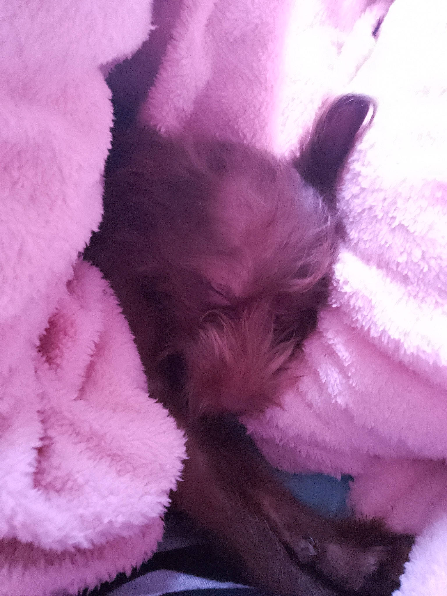 Alice joined the competition — help win amazing prizes! canidae, carnivore, close_up, companion_dog, dog, dog_breed, ear, fawn, flower, flowering_plant, fur, herbaceous_plant, magenta, petal, pink, plant, purple, toy_dog, violet, whiskers