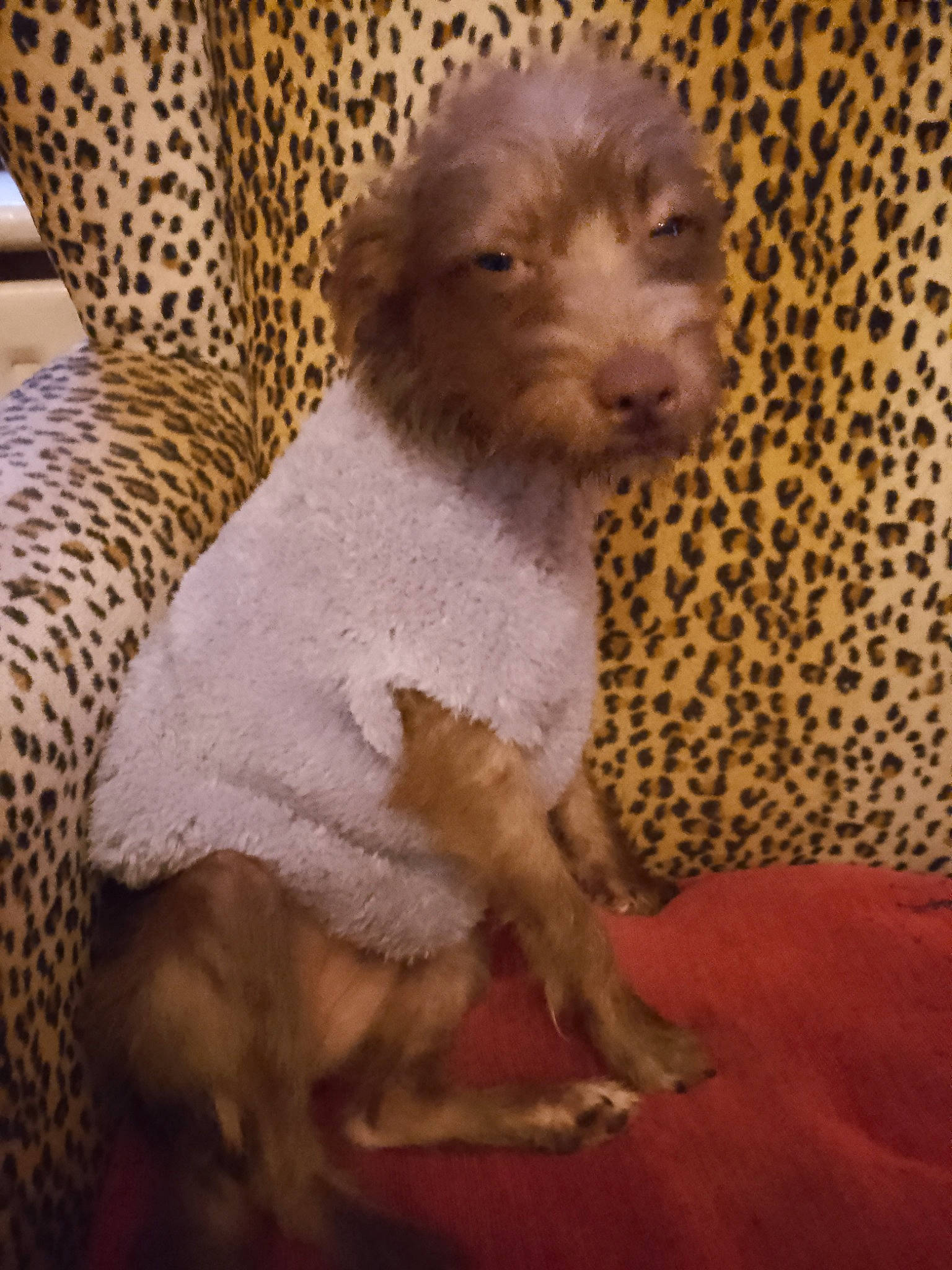 Alice is registered to the contest to win money with this photo: art, carnivore, chair, comfort, companion_dog, dog, dog_breed, fawn, fur, liver, livestock, poodle, sheep, snout, tail, terrestrial_animal, toy_dog, whiskers, wood, working_animal