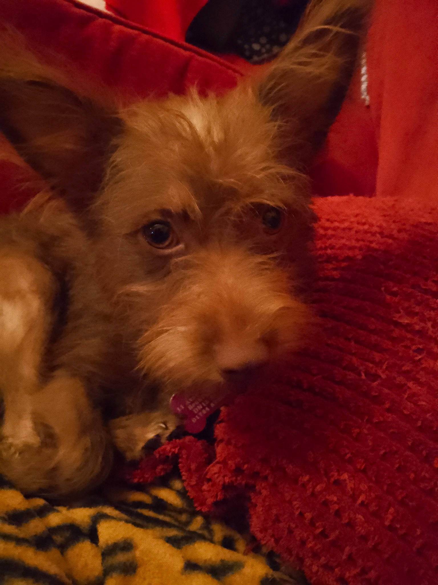 Alice joined the competition — help win amazing prizes! canidae, carnivore, companion_dog, dog, dog_breed, dog_supply, ear, fawn, fur, non_sporting_group, small_terrier, snout, sporting_group, terrestrial_animal, terrier, toy_dog, whiskers, working_animal