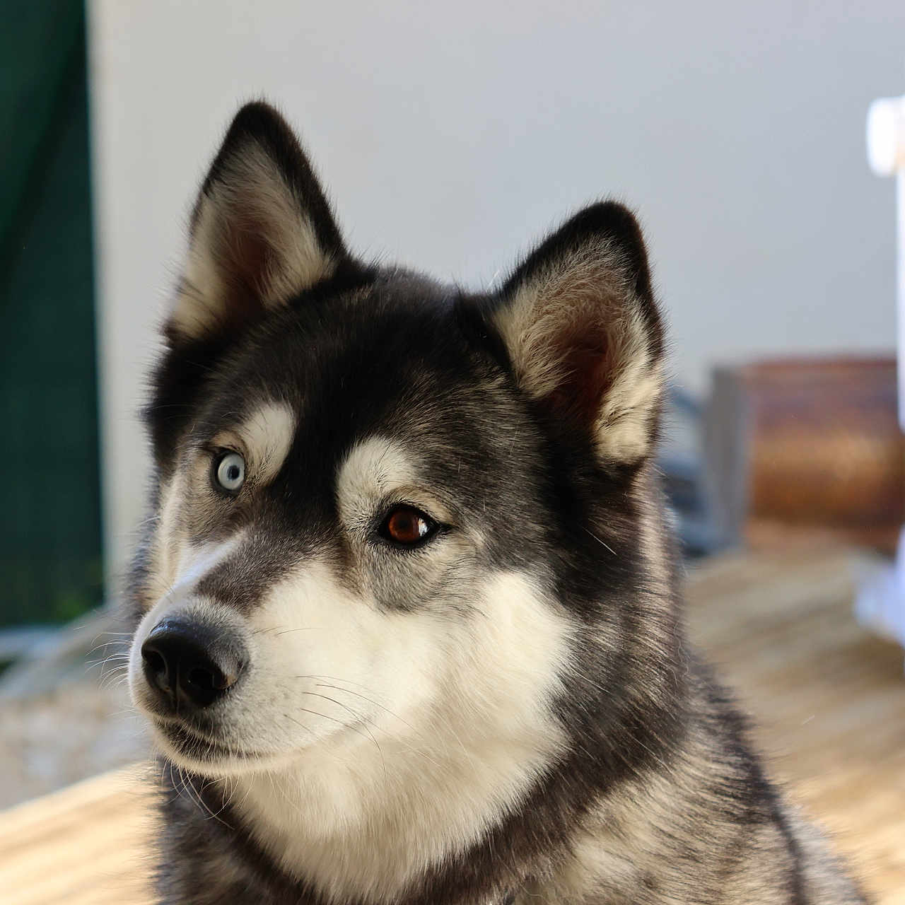 Ruby a rejoint le concours — aidez-le/la à gagner de superbes lots ! animal, canine, dog, eskimodog, husky, machine, pet, puppy, spoke