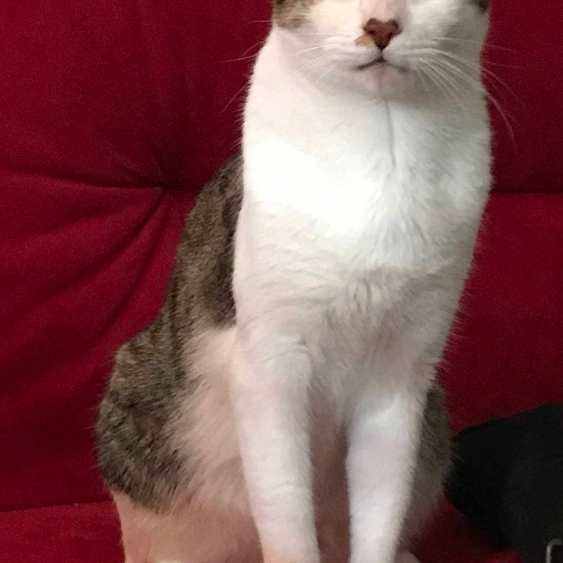 Titi joined the competition — help win amazing prizes! aegean_cat, american_wirehair, arabian_mau, asian, burmilla, carnivore, cat, domestic_short_haired_cat, european_shorthair, felidae, japanese_bobtail, javanese, kitten, mammal, polydactyl_cat, small_to_medium_sized_cats, tail, turkish_angora, vertebrate, whiskers