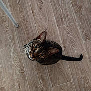 Savana a rejoint le concours — aidez-le/la à gagner de superbes lots ! animal, cat, closeup, curious, domestic, ears, feline, floor, home, indoor, looking_up, mammal, pet, sitting, sock, tabby, table_leg, tail, whiskers, wooden_floor