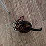 animal, cat, closeup, curious, domestic, ears, feline, floor, home, indoor, looking_up, mammal, pet, sitting, sock, tabby, table_leg, tail, whiskers, wooden_floor