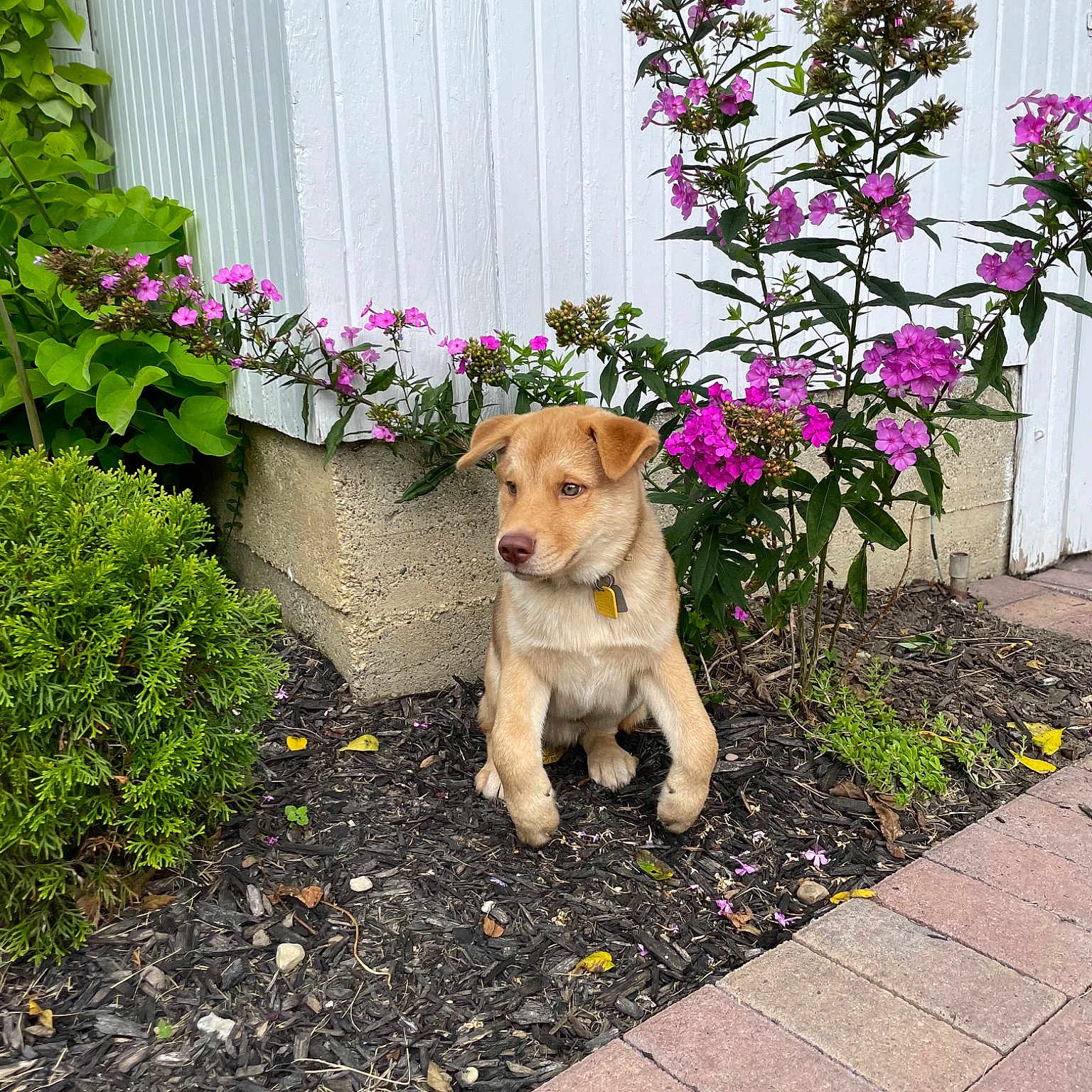 Simba
